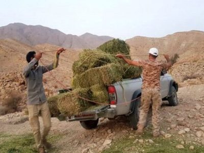 توزیع ۱۲ تن علوفه برای حمایت از تولید
