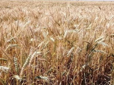 راه‌اندازی مرکز خرید گندم در شهرستان زهک