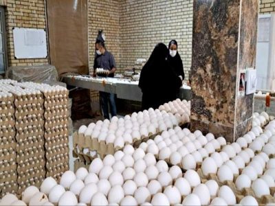 تولید تخم‌مرغ در زاهدان از مرز ۵۰۰ تن گذشت
