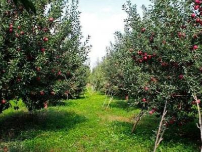 شتاب در صدور شناسنامه بهره‌برداران کشاورزی سیستان‌وبلوچستان
