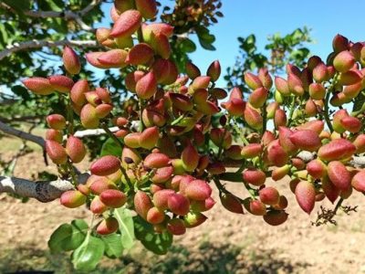 رونق اشتغال و درآمد به برکت پسته گراغه