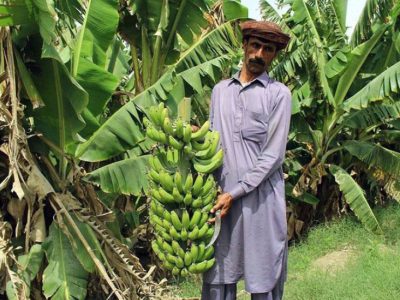 ۷۲ هزار تن موز به بازار رسید