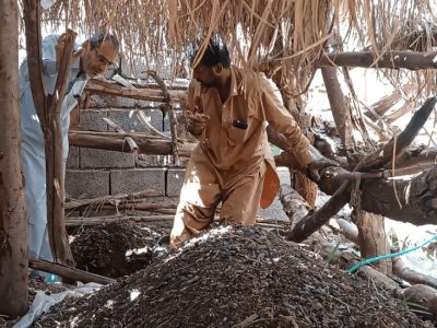 نخستین مزرعه کرم آیزینیا فوتیدا در دلگان