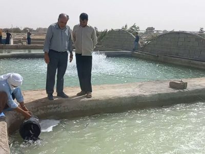 آغاز رهاسازی بچه‌ماهی قزل‌آلا در هامون