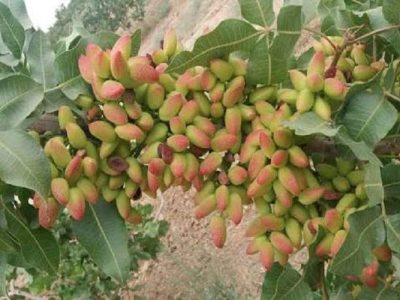 پسته، طلای سبزِ اقتصاد کشاورزی سیستان‌وبلوچستان