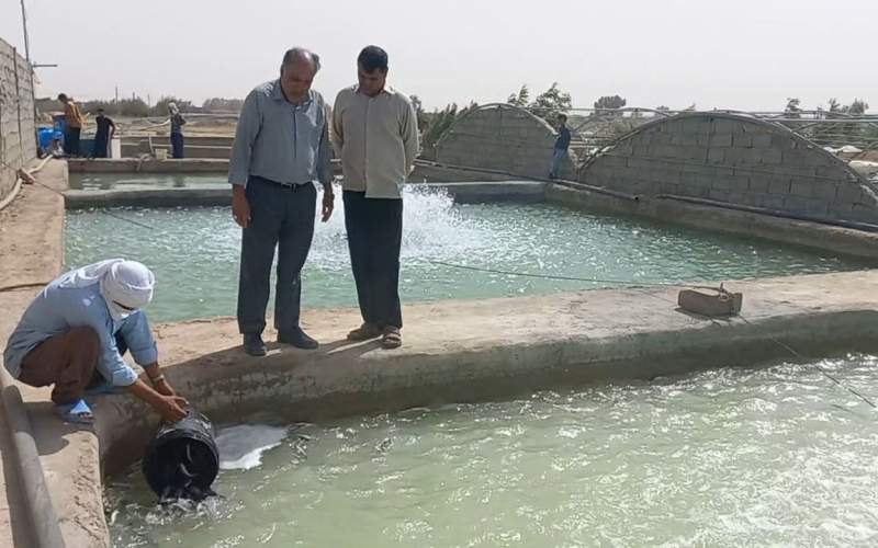 آغاز رهاسازی بچه‌ماهی قزل‌آلا در هامون