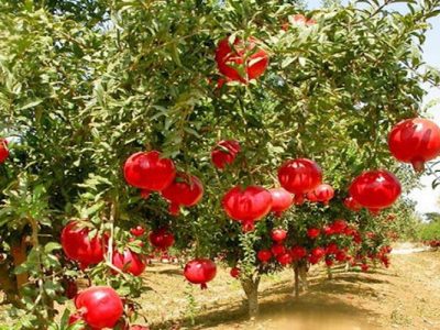 سرخی انار، مهمان باغ‌های زاهدان شد