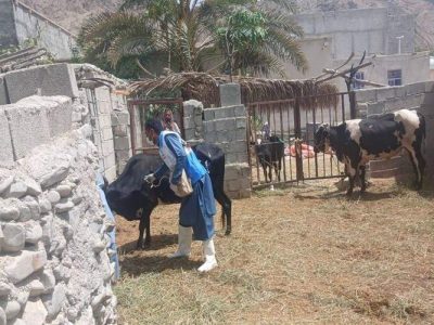 واکسیناسیون ۱۸۵۰ رأس دام علیه تب برفکی کیشکور