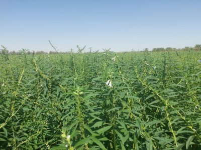 کنجد ناشکوفا، فرصتی تازه برای رونق کشاورزی دلگان