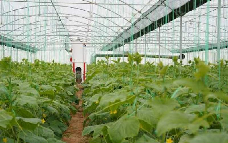 از یک تجربه تا شکل‌گیری ۴۰ گلخانه در هامون